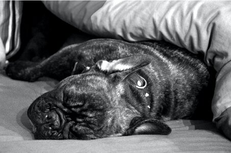 Free stock photo of bulldog, calm, dog photo