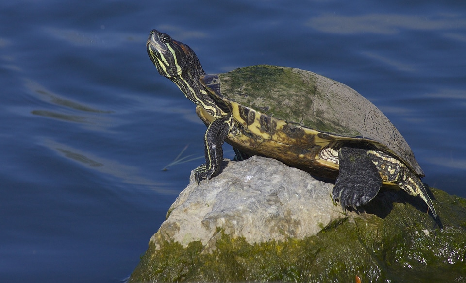 Nature tortoise sunning