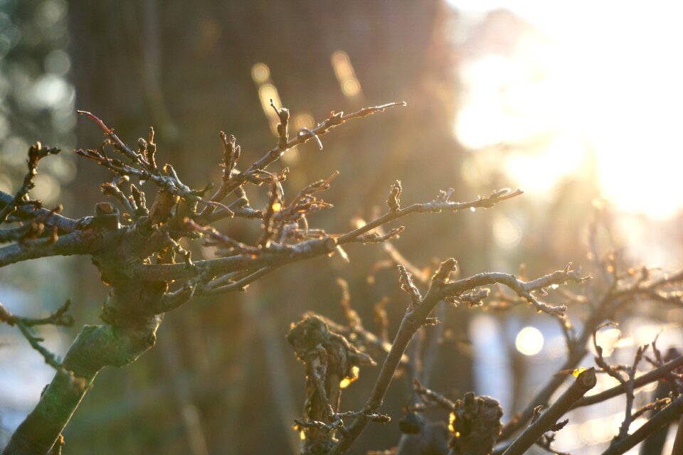 Free stock photo of light, tree, winter