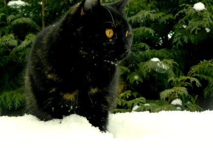 Free stock photo of cat, snow photo