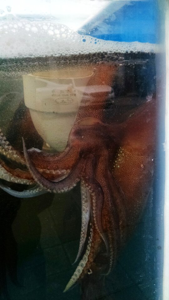 Free stock photo of animal, squid, Tank