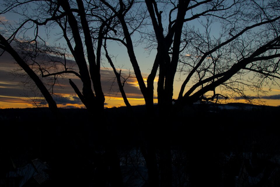 Free stock photo of sunset, tree, winter