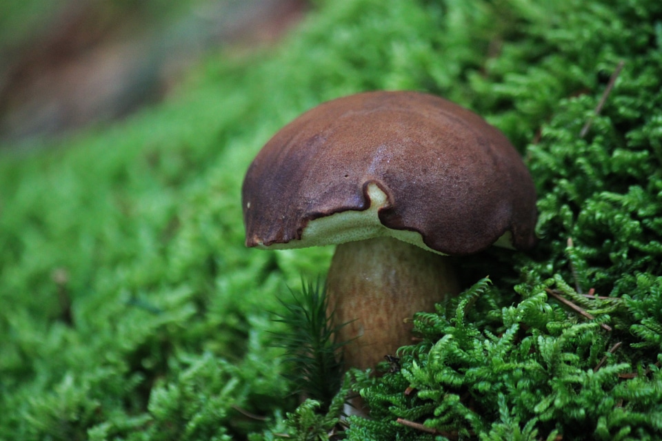 Gathering forest brown