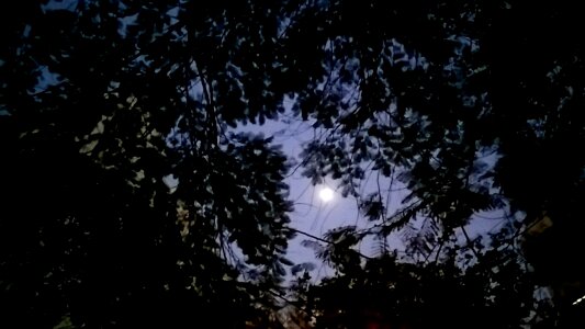 Free stock photo of 365 photos, foliage, moon