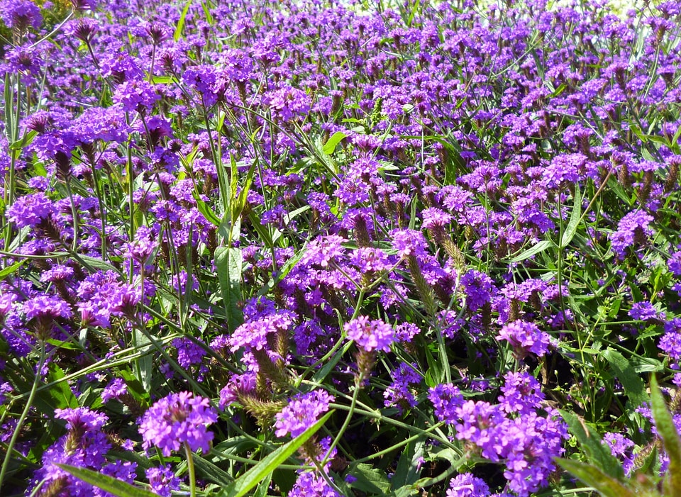 Purple nature coloured meadow photo