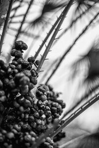 Free stock photo of black and-white, close, palm tree photo