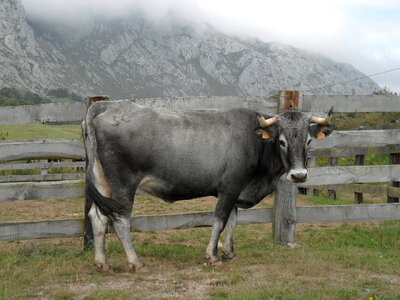 Free stock photo of animal, cantabria, cow photo