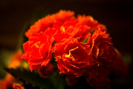 Free stock photo of bright, canon, closeup