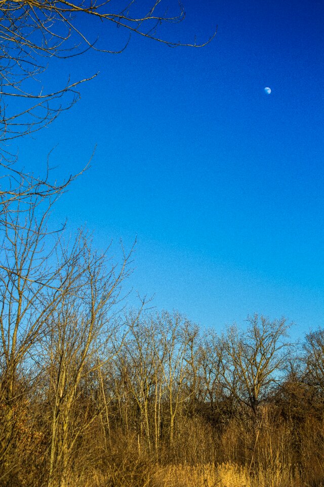 Free stock photo of blue, canon, moon