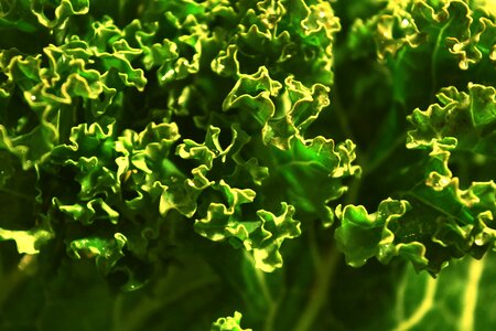Free stock photo of jarmuz, kale, vegetable