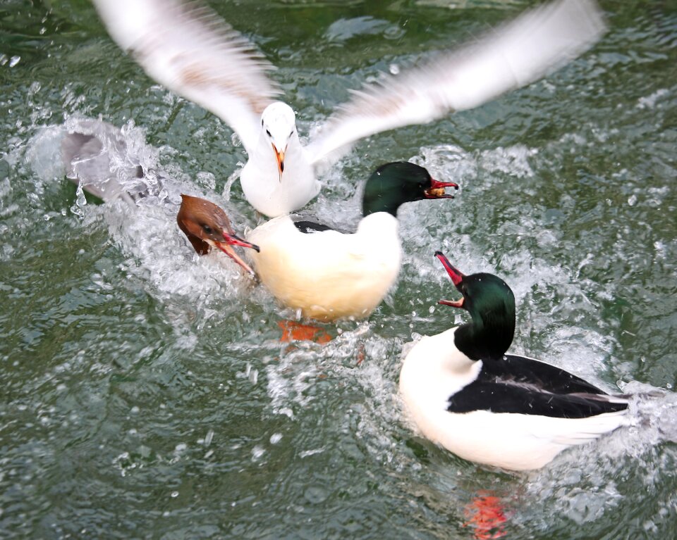 Free stock photo of animals, black headed-gull, ducks