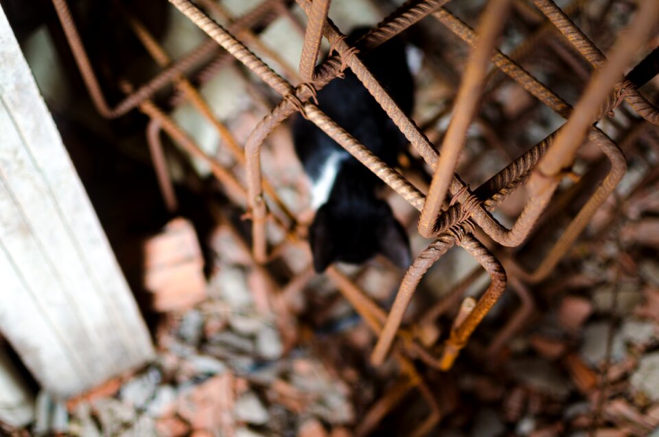 Free stock photo of cat, metal, orange