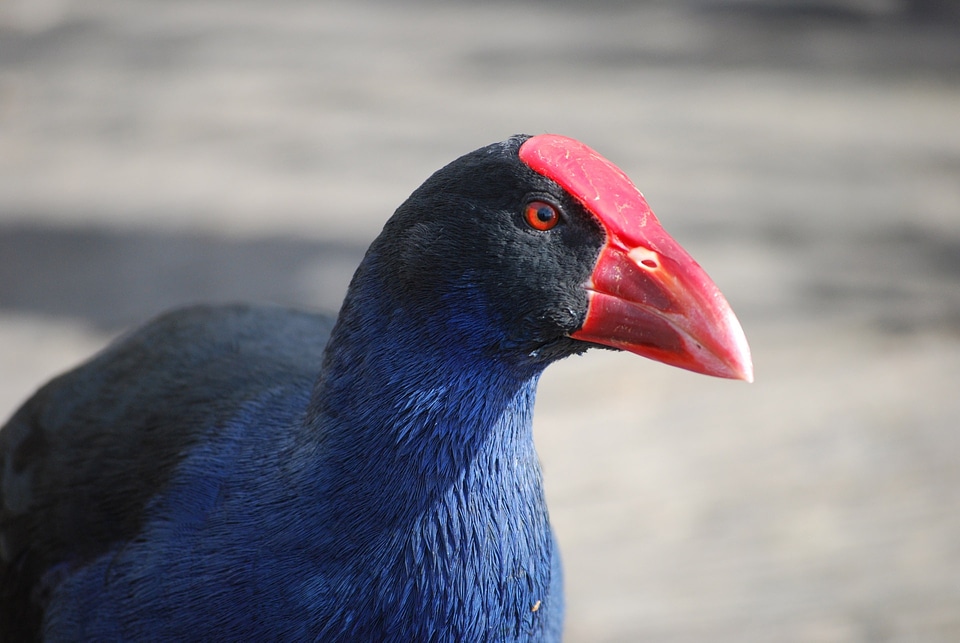 Swamphen wild avian