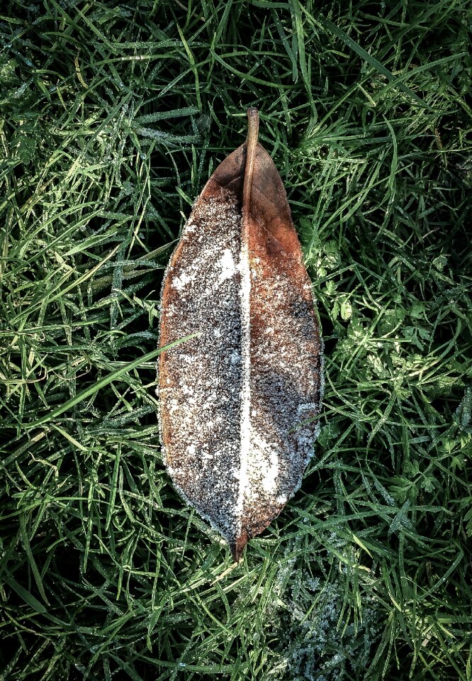 Free stock photo of clover, frost, grass