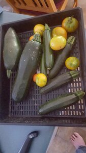 Free stock photo of tomatoes, vegetables, zucchinis photo