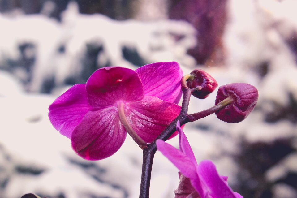 Free stock photo of flower, winter