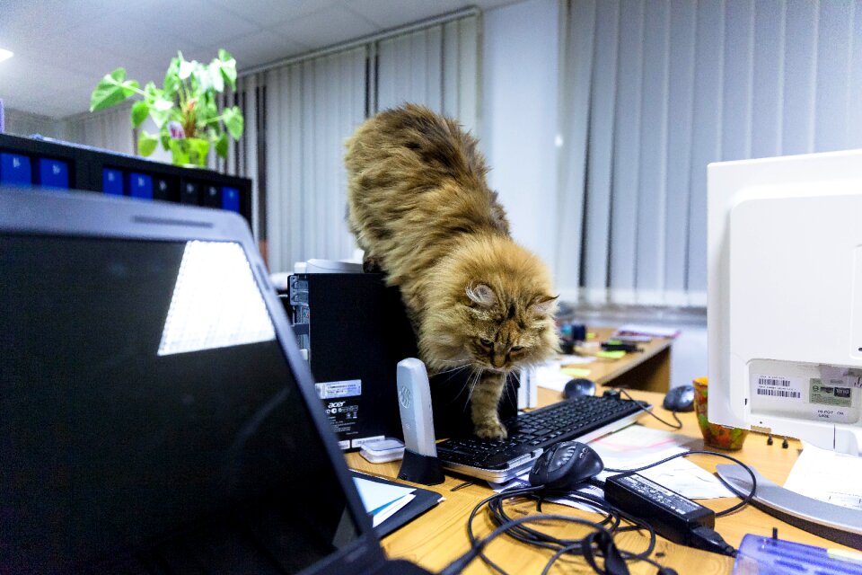 Free stock photo of cat, chaos, desk