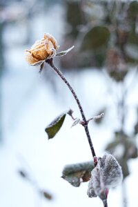 Free stock photo of flower, frostbite, frozen photo