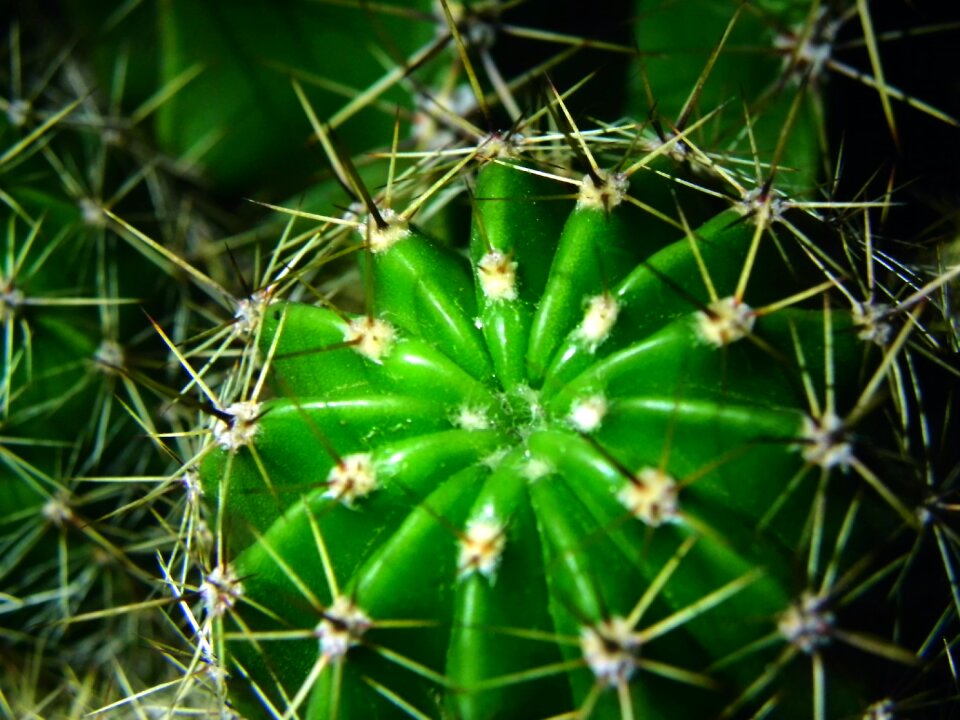Free stock photo of cactus, green, spikes