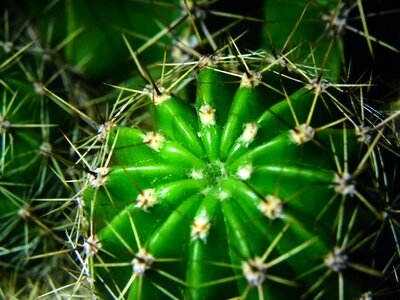 Free stock photo of cactus, green, spikes photo