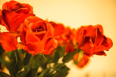 Orange Rose Blooms photo