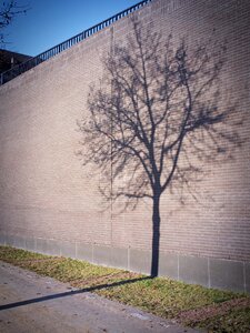 Free stock photo of brick, shadow, tree photo