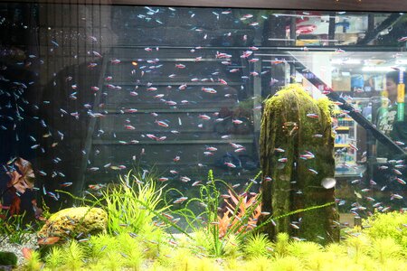 Free stock photo of aquarium