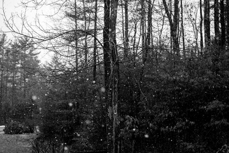 Free stock photo of flake, snow, trees photo