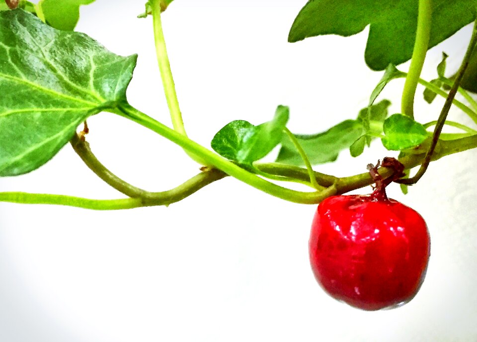 Free stock photo from Tookapic
