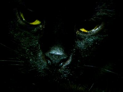 Free stock photo of black, cat, eyes photo
