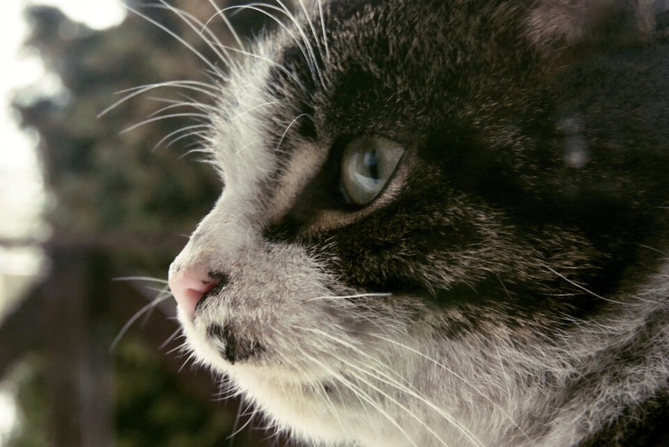 Free stock photo of animal, cat, eye