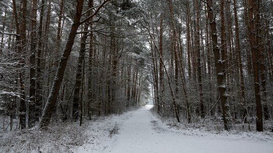 Free stock photo of forest, winter landscape