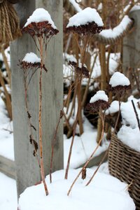 Free stock photo of plant, snow, winter