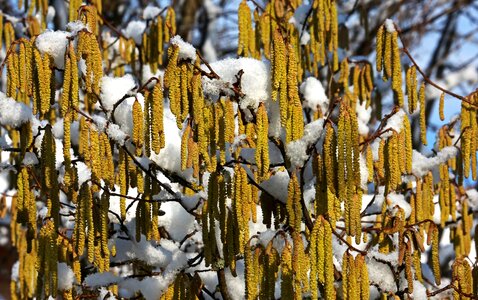 Free stock photo of nature, seeds, snow