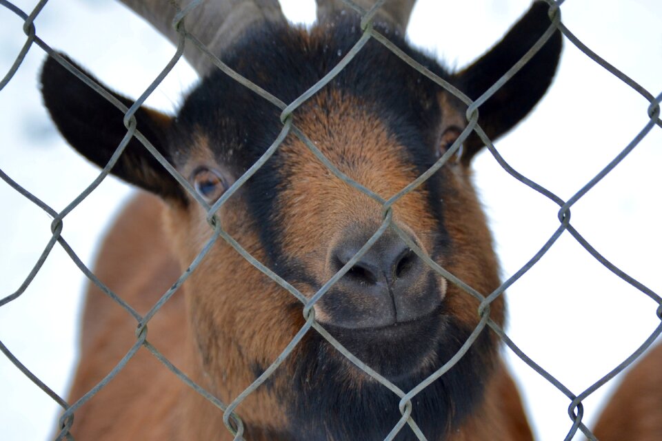 Free stock photo of animal, goat, snow
