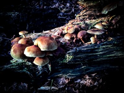 Free stock photo of fungi, logs, mushrooms