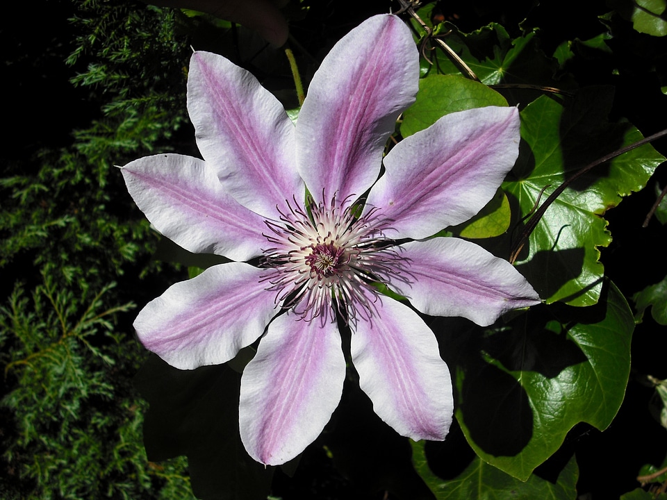 Bloom macro blossom