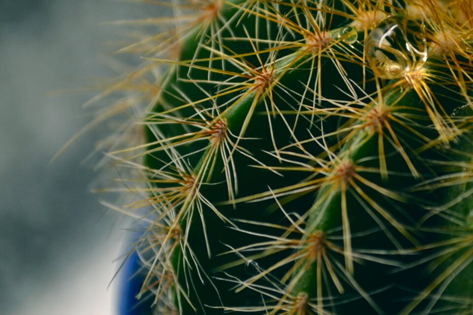 Free stock photo of cactus, drop, green