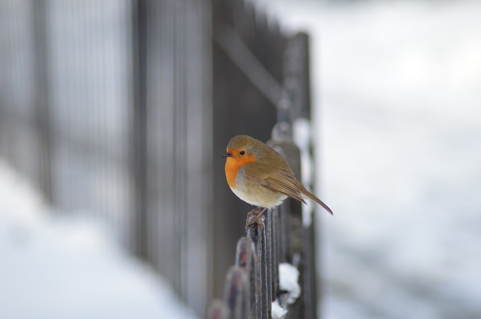 Robin bird red robin