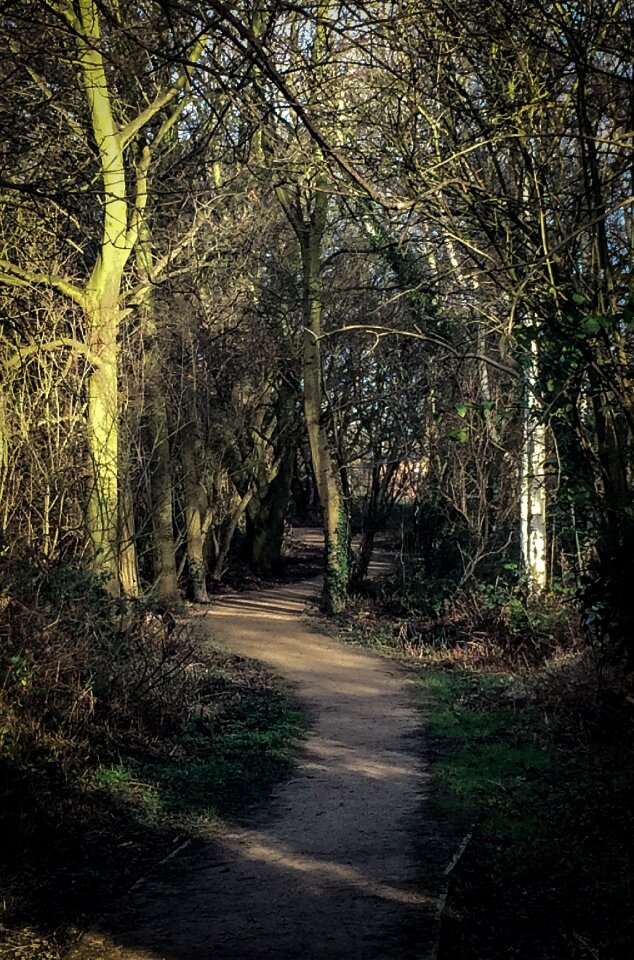 Free stock photo of ivy, path, shadows