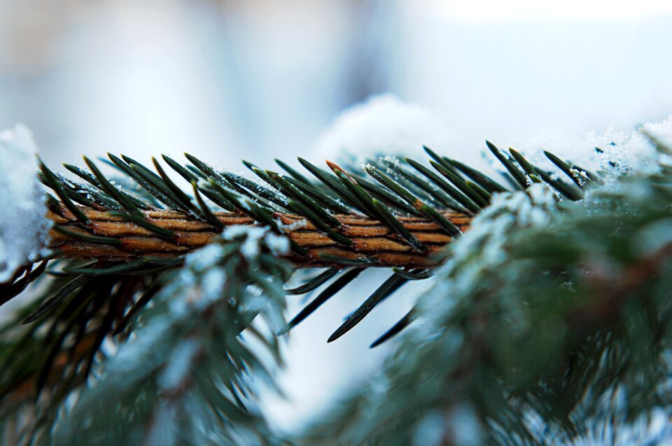 Free stock photo from Tookapic
