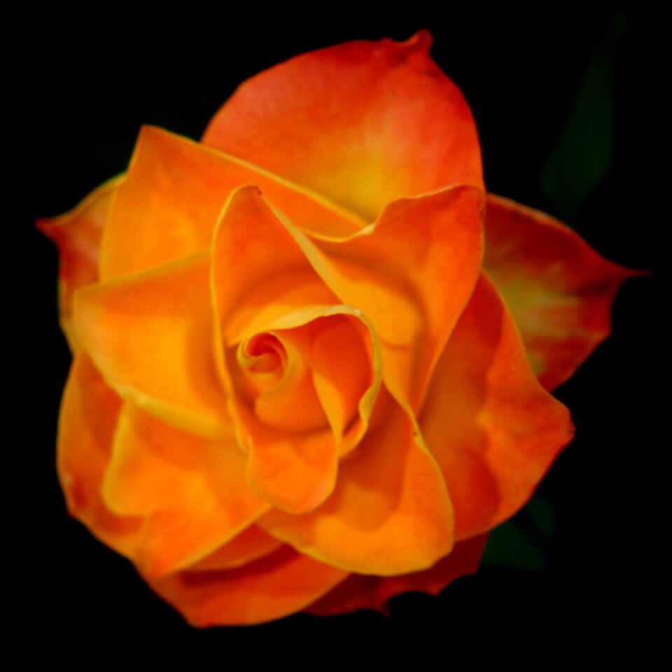 Free stock photo of flower, plant, rose