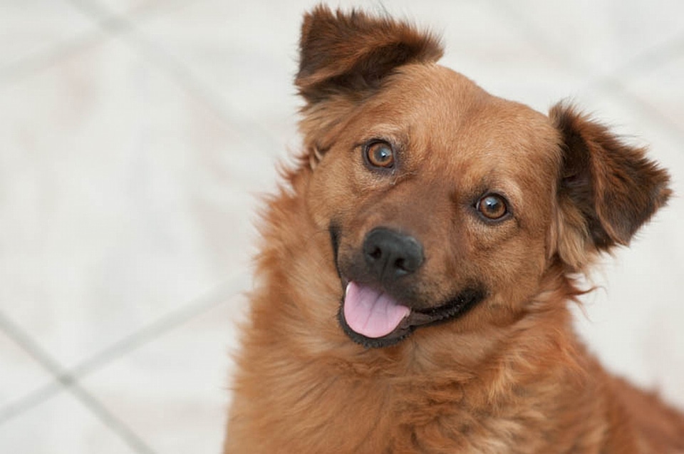 Pet adorable domestic animals