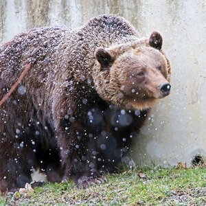 Free stock photo of animal, brown bear