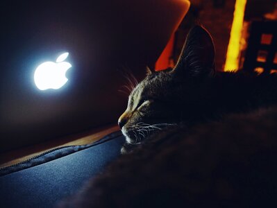 Free stock photo of apple, cat, night