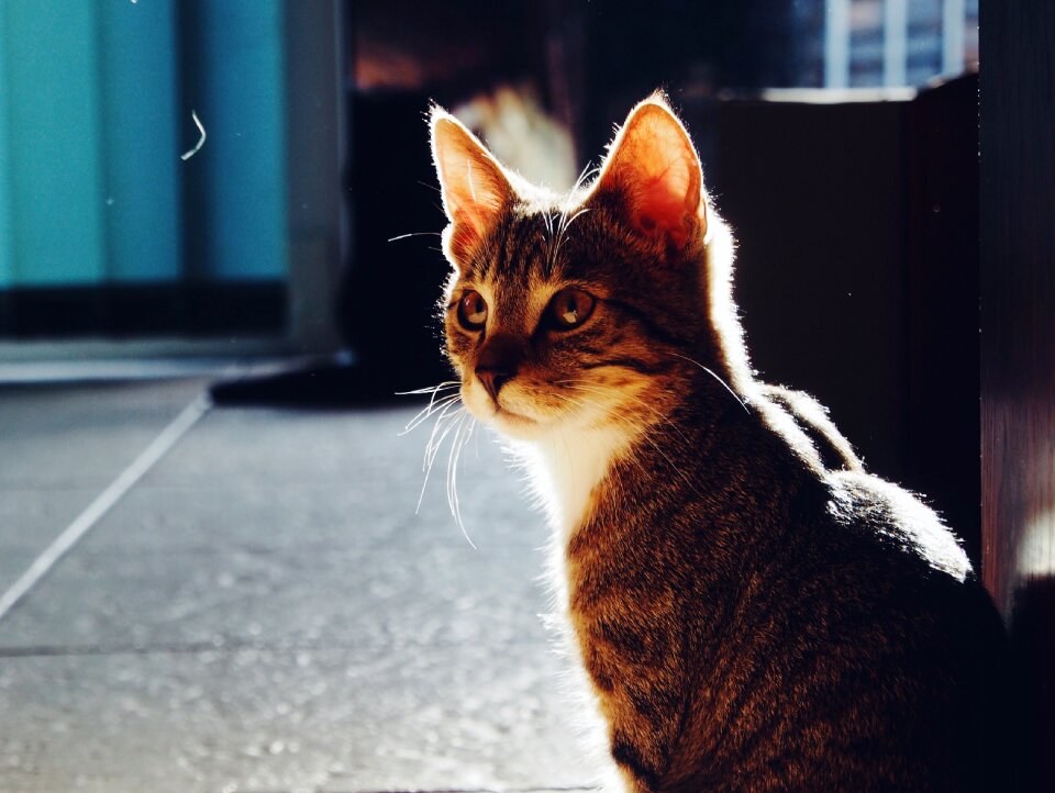 Gray and Black Tabby Cat on Black Floor Panel