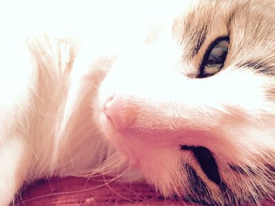 Free stock photo of cat, lazy, night