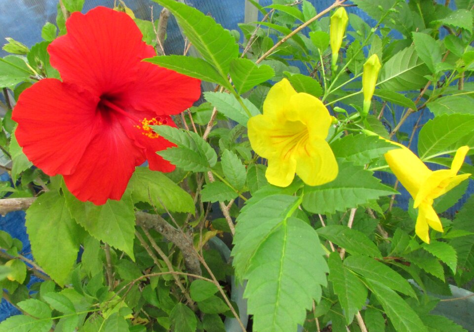 Free stock photo of green foliage, Hibiscus, trumpet yellow-flowers