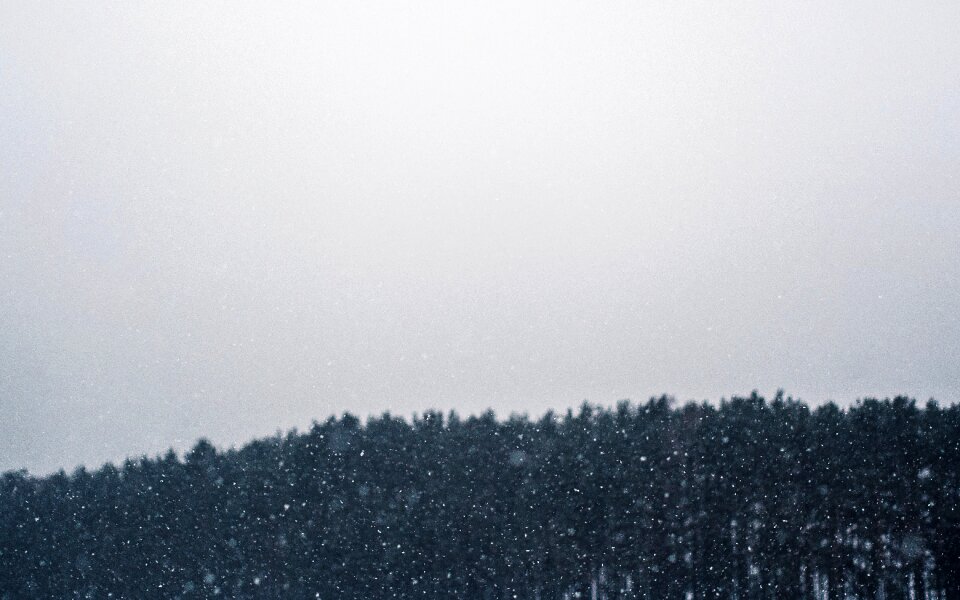 Free stock photo of cold, forest, snow photo