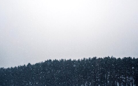 Free stock photo of cold, forest, snow photo